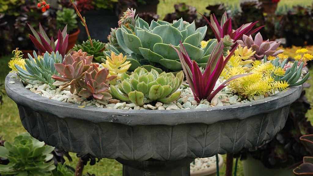 Фито подарок