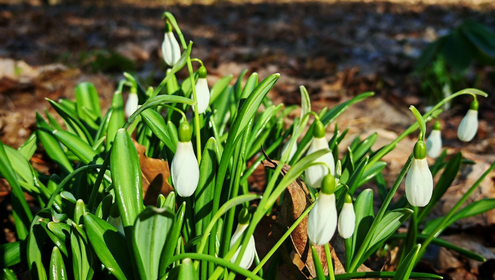 Ботанические посиделки